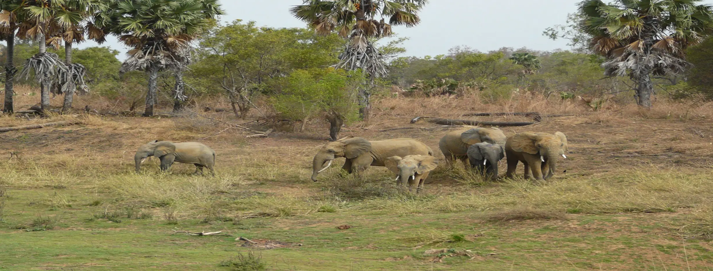 Image for Pendjari National Park Safari